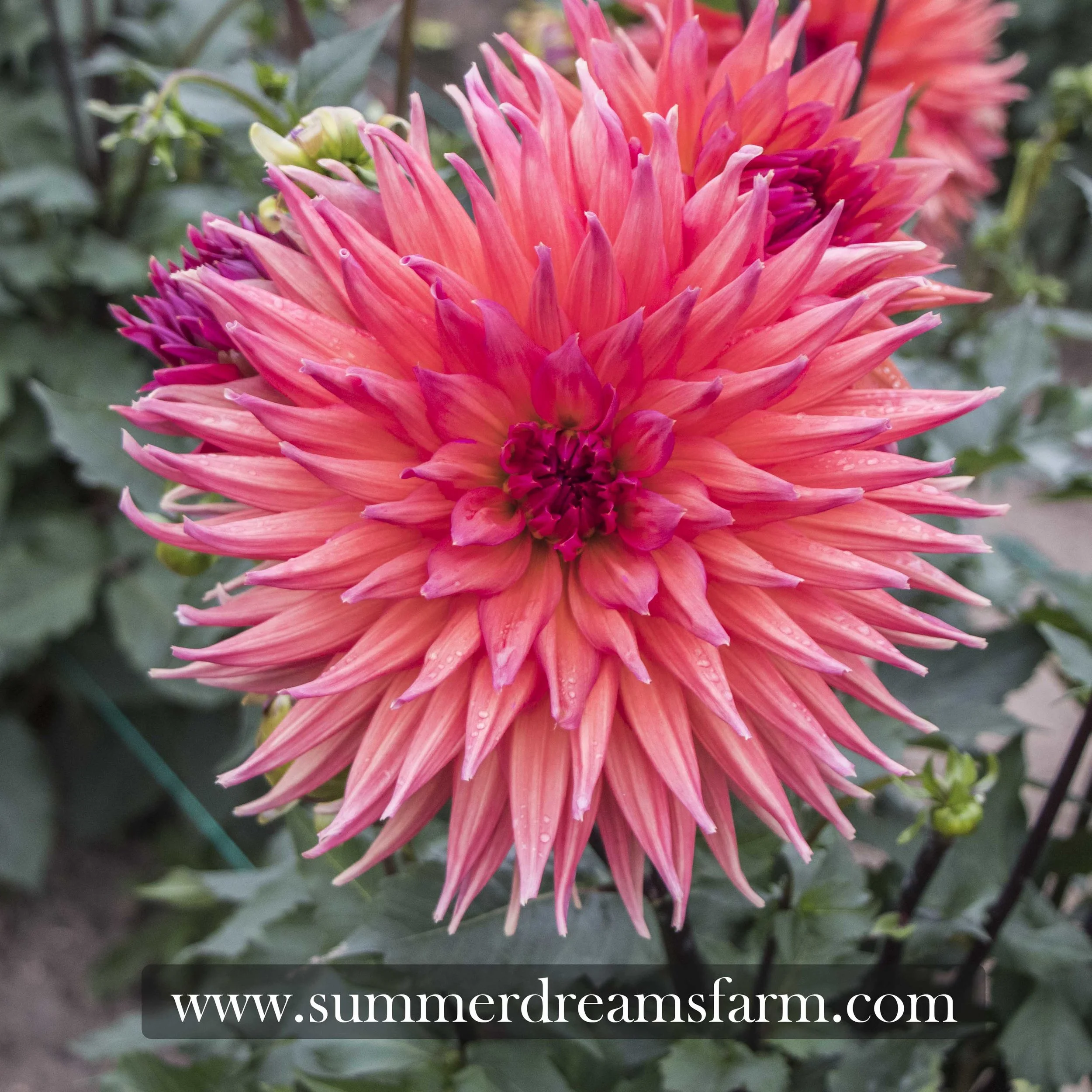 Dahlia - Wyn's King Salmon — Dahlia | SummerDreamsFarm